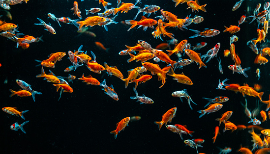 Small goldfish swimming on a deep black background. Static shot.