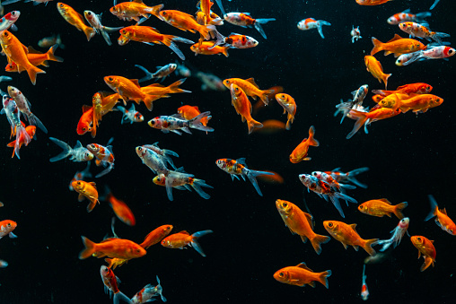 Small goldfish swimming on a deep black background. Static shot.