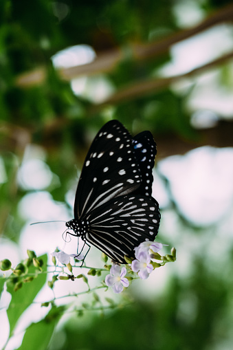 Image of a butterfly perched on a plant