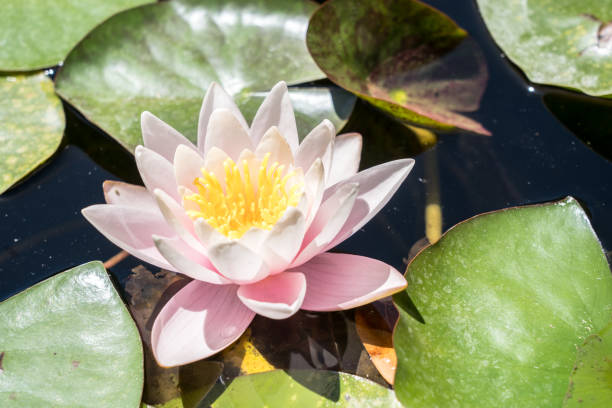 istock Pink water lily in the pond 1496312290