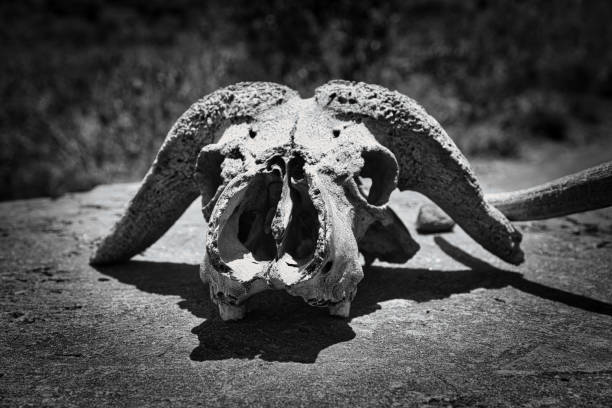 istock Skull of a dead buffalo 1496312572