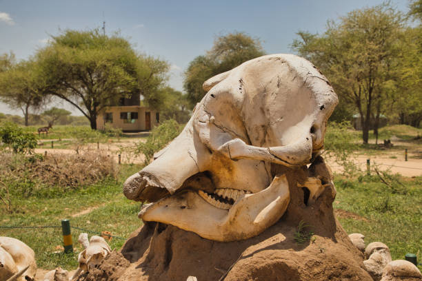 istock Bones and skulls of dead elephants 1496312845