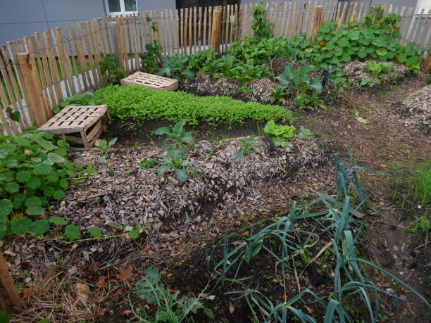 istock Vegetable garden, Urban garden 1496313044