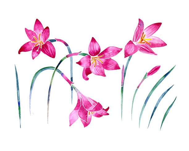 illustrazioni stock, clip art, cartoni animati e icone di tendenza di illustrazione isolata di zephyranthes ad acquerello su sfondo bianco - zephyranthes lily