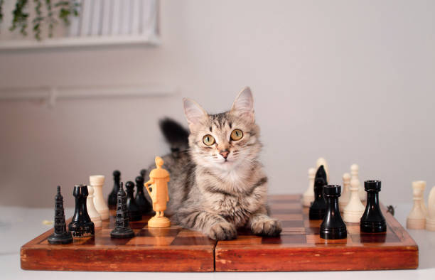 istock Funny striped cat is sitting on chessboard next to chess pieces. Animal is playing smart board game 1496314273