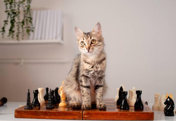 istock Funny striped cat is sitting on chessboard next to chess pieces. Animal is playing smart board game 1496314299