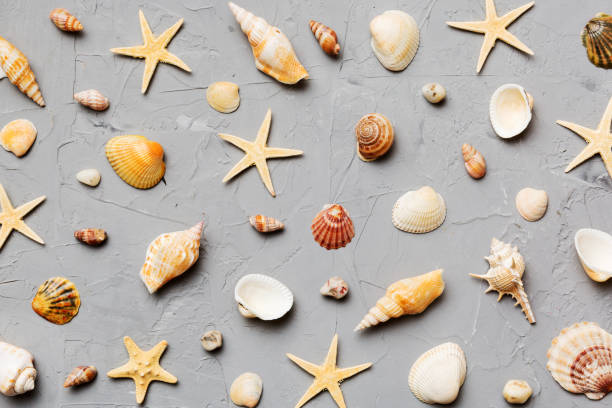 istock Summer time concept Flat lay composition with beautiful starfish and sea shells on colored table, top view 1496314424