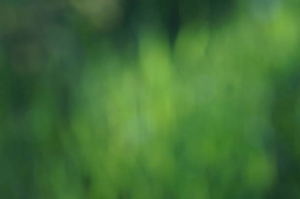 Blurred background. Green grass and leaves. Greens.
