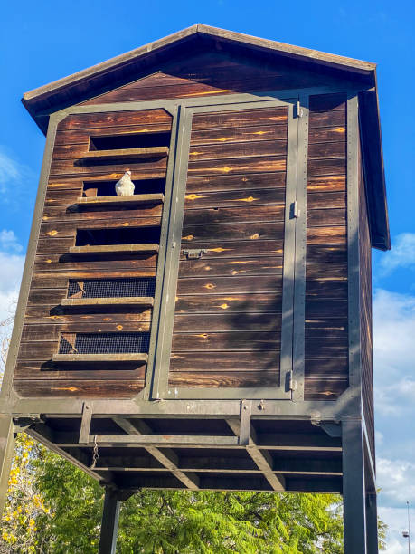 istock White pigeon sunbathing in birdhouse 1496315070