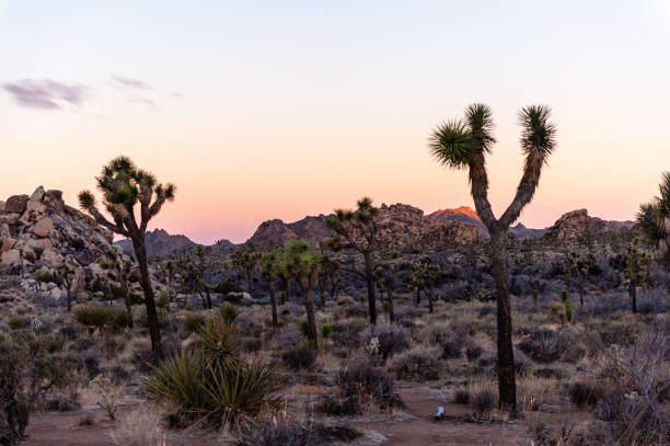 istock Sunrise in Joshua Tree 1496315697