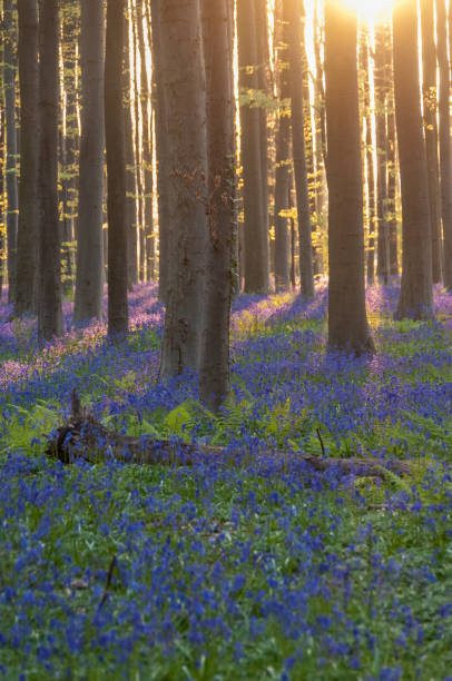 istock Sunrise illuminating bluebells 1496315804