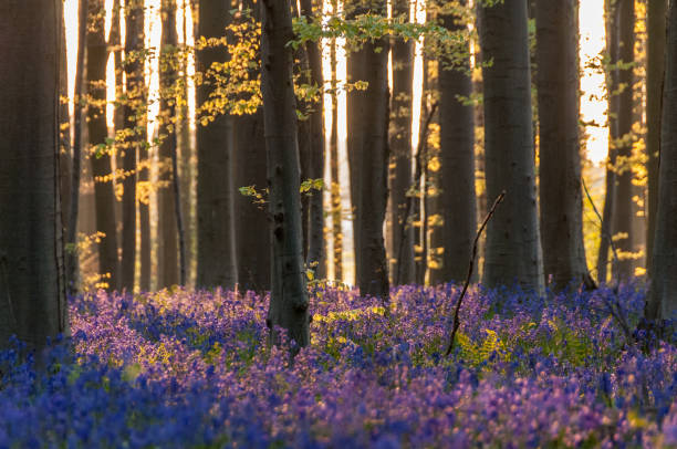istock Sunrise illuminating bluebells 1496315814
