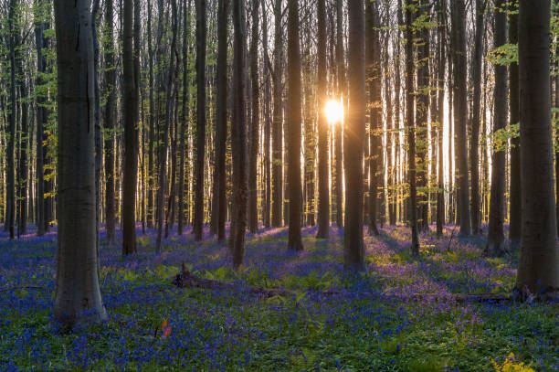 istock Sunrise illuminating bluebells 1496315821