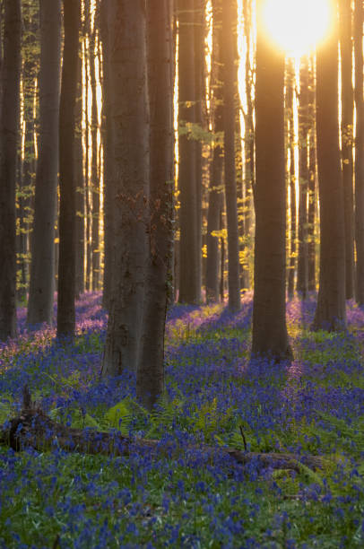 istock Sunrise illuminating bluebells 1496315833