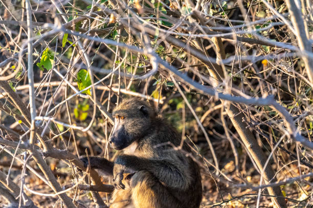 istock Baboon family in Chobe 1496315875