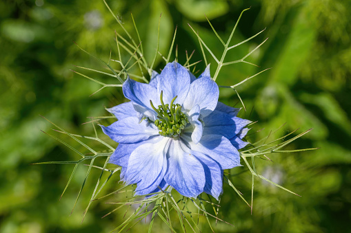 Light blue black cumin flower against blurred green background