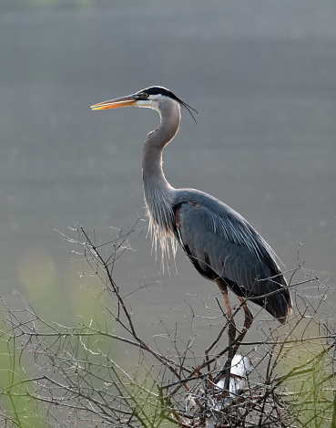 A great blue heron fishing on the shoeline