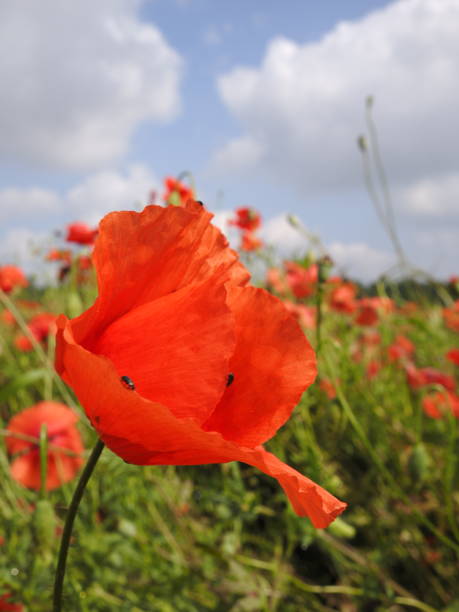 istock flowering poppy field 1496322556