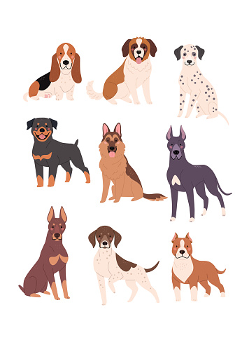 Vector illustration of funny cartoon diverse purebred dogs in trendy flat style. Isolated on white.