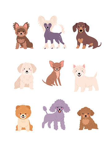 Vector illustration of funny cartoon diverse small breeds dogs in trendy flat style. Isolated on white.