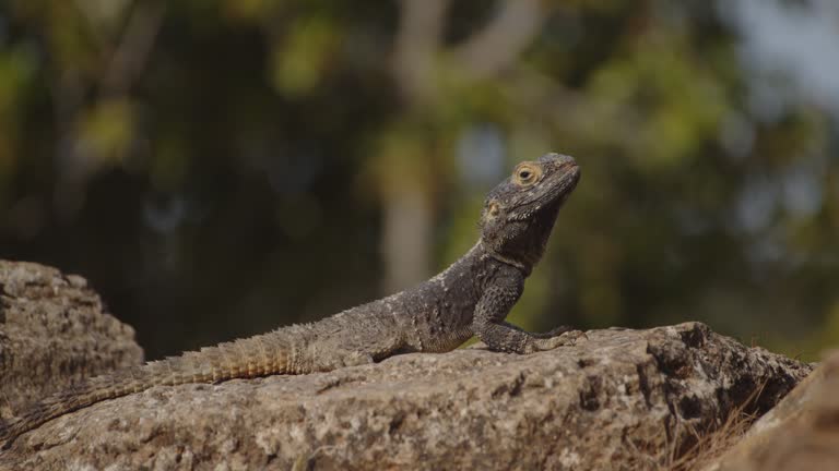 Hardun Agama Lizard Battling Ants in Beautiful Bokeh Setting on Greek Island of Kos