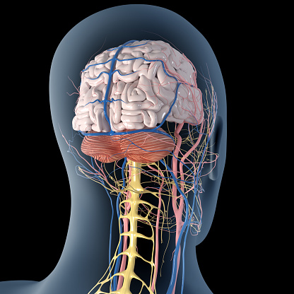 This 3d illustration shows the human brain with blood vessels and nerves