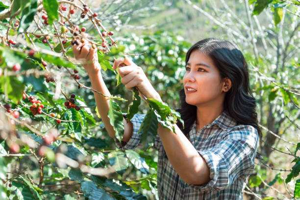 istock close up Asian women picking coffee berry on coffee tree 1496327503