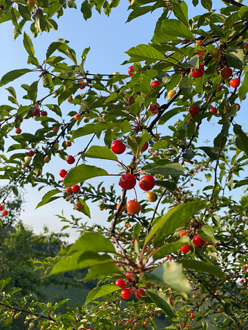 Sour cherries on the branch. Ripening organic black cherry in orchard. Amarelles on spray in summer.