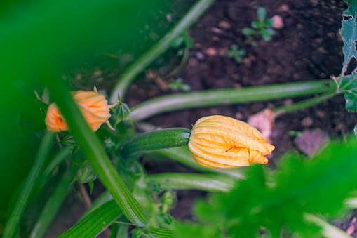 Growing pumpkins in a field