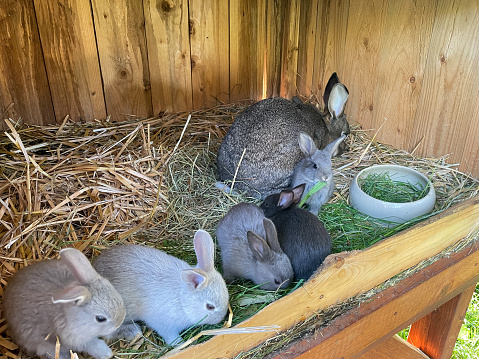 Mother rabbit with her cubs in the stall
