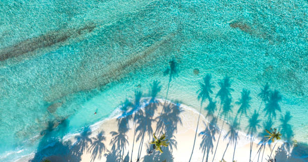istock Summer palm tree  and Tropical beach with blue  of seashore background 1496330443