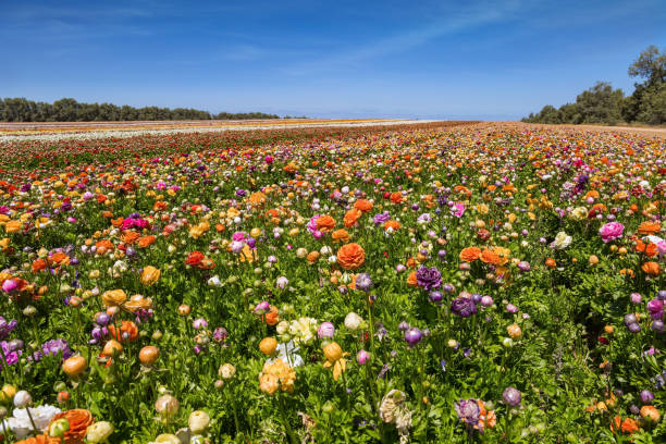 istock Huge field of buttercups 1496332377