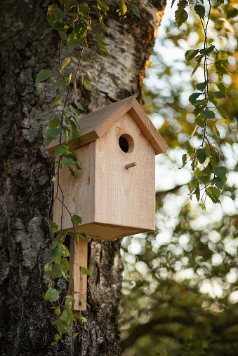 Photo of a wooden birdhouse on a tree.