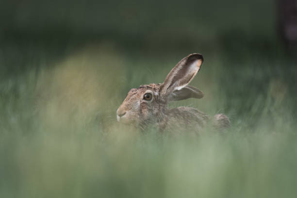 istock grey hare is sitting in the grass 1496333202