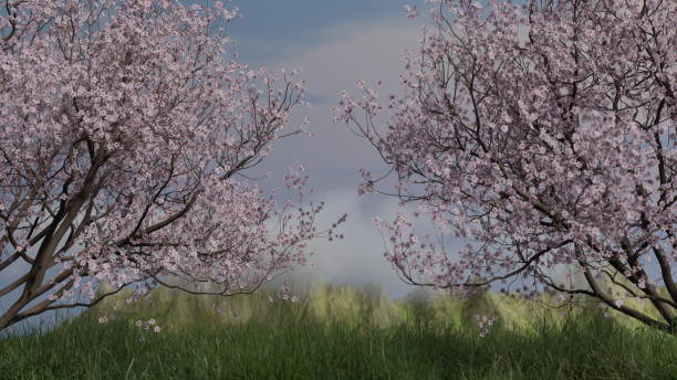 цветущая розовая яблоня на рассвете, закате, восходе солнца в высокой траве. 3d-рендеринг - cherry blossom spring day sakura стоковые фото и изображения