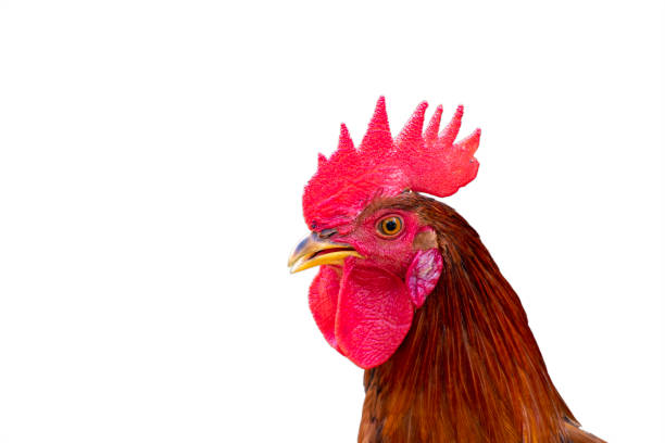 istock cock heads isolated on white background 1496333559