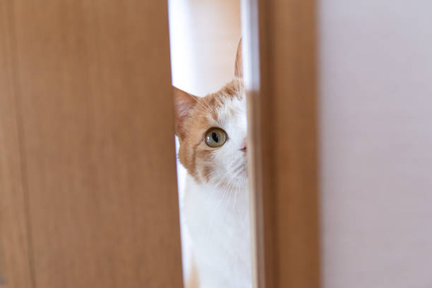 istock A cat staring through the door Brown tiger white 1496334283