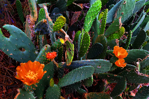 Prickly cactus plant growing