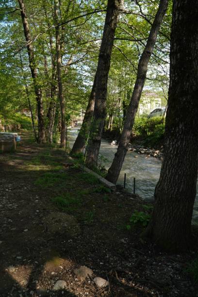 istock a river surrounded by lots of trees next to trees and rocks 1496334581