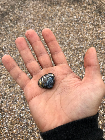 a hand holding a Shell next to the coast of the Caspian Sea