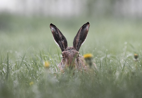 hare with big ears is sitting in the grass