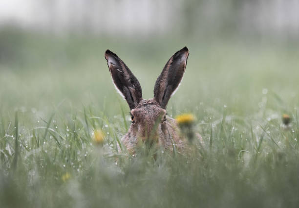 hare with big ears is sitting in the grass hare with big ears is sitting in the grass big ears stock pictures, royalty-free photos & images