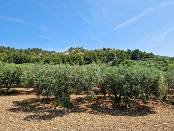 istock Olive trees in Provence, France, on sunny day 1496336583