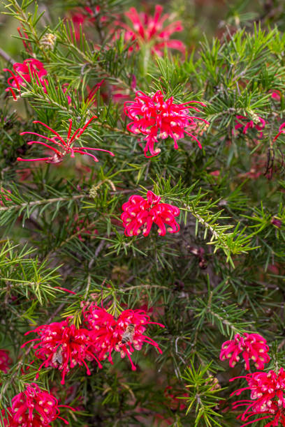 Close up red flowers and spiny leaves of Grevillea rosmarinifolia Close up red flowers and spiny leaves of Grevillea rosmarinifolia grevillea juniperina stock pictures, royalty-free photos & images