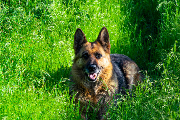 German shepherd dog rests on green grass. German Shepherd. Dogs are pets. A dog's grin. Green grass. Sunlight. Walking pets. Background image.