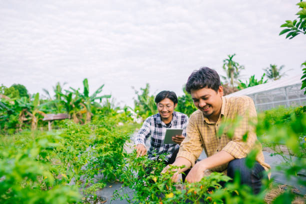 Happy asian farmers harvesting vegetables using digital tablet.