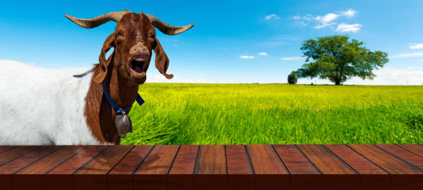 istock Empty Wooden Table and a Horned Goat on a Countryside Landscape 1496341300