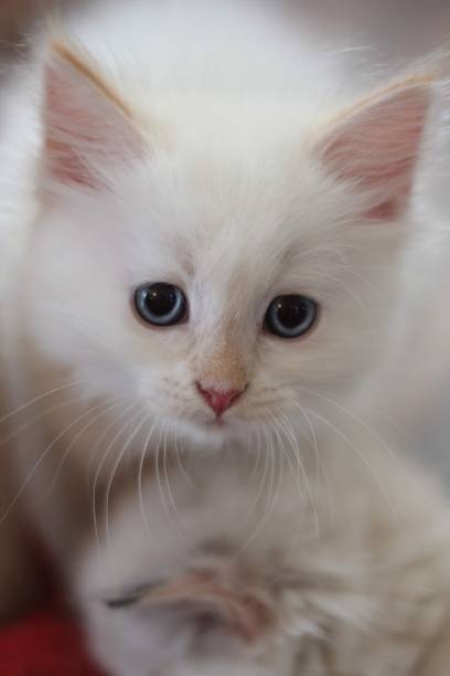 istock A white fluffy Siberian cat kitten 1496341555