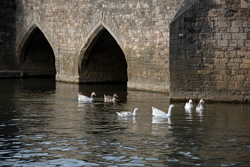 A scenic view of a group of white swans swimming in a tranquil body of water beneath an ornate, arched bridge