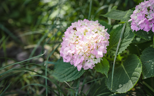 Hydrangea in the sunlight.